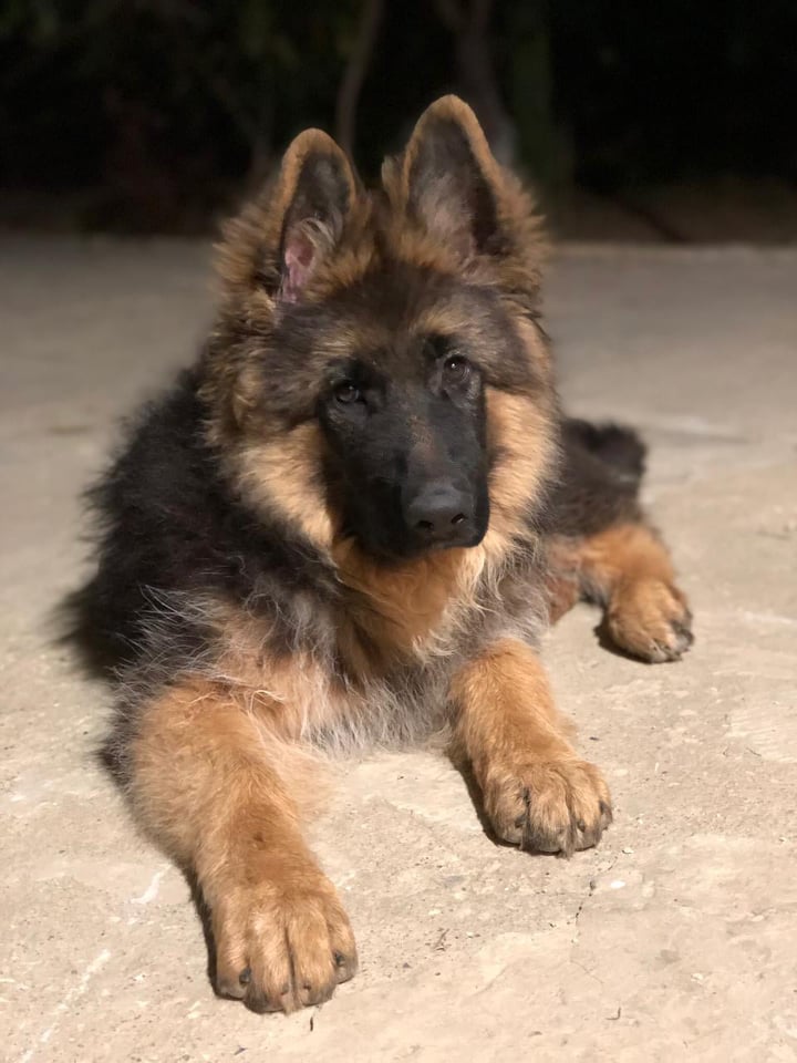 Centurion_4 month 1.jpg